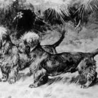 Dandie Dinmont Terrier of 1900 as delineated by artist Arthur Wardle