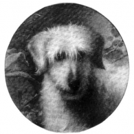 'Bandie' (or Bandy) K.C.S.B. Vol. 1. (3039) owned by Rev. W. J. Mellor, also by Capt. P. Lindoe, Bred by Capt. Hamilton. Unknown pedigree. From a painting by Geroge Earl.