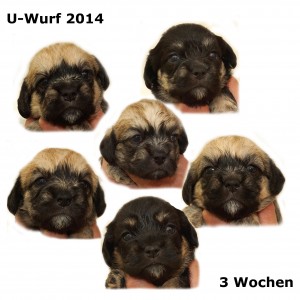 U-Wurf - 3 Wochen