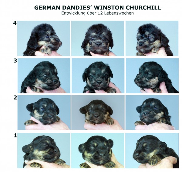 4_Collagen_Winston